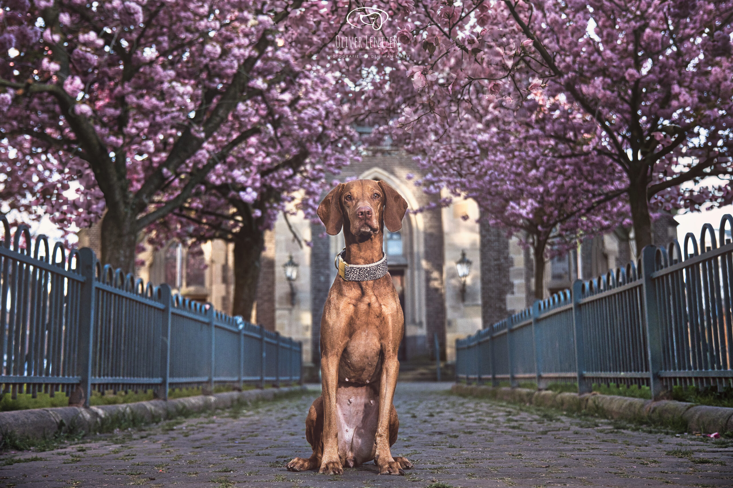 Hundetraining und Hundeerziehung in Aachen – Natascha Eckert ist ihre mobile Hundetrainerin