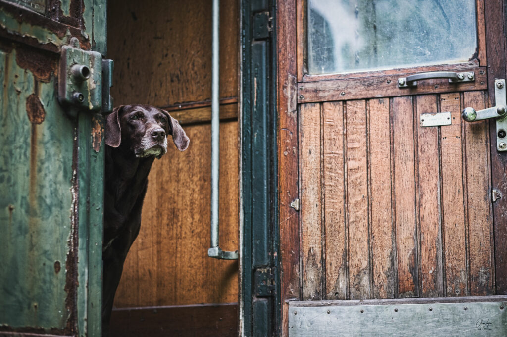 Partner der zertifizierten Hundetrainerin Natascha Eckert aus Aachen
