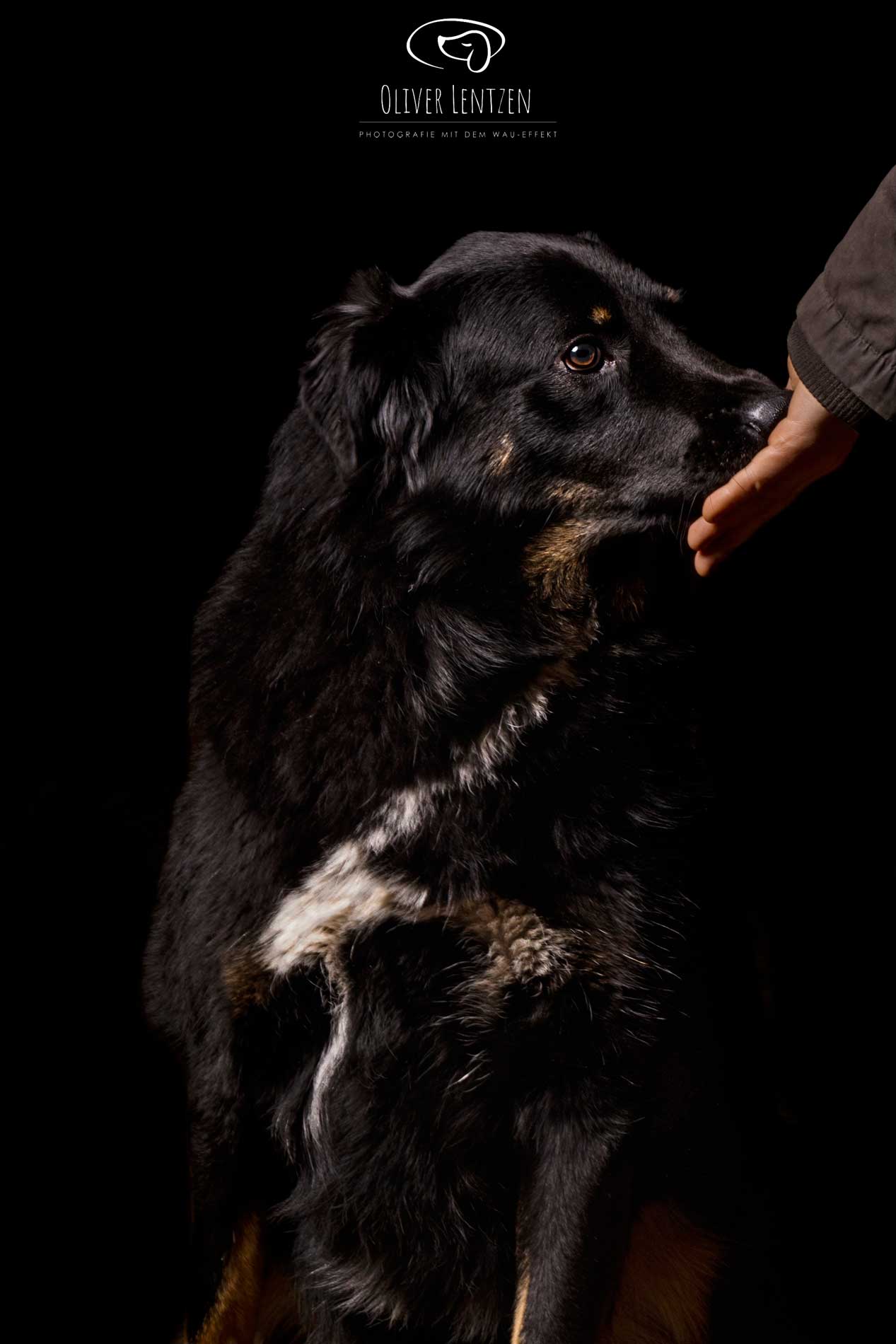 Hundetraining ist Vertrauenssache – Natascha Eckert ist ihre mobile Hundetrainerin in Aachen