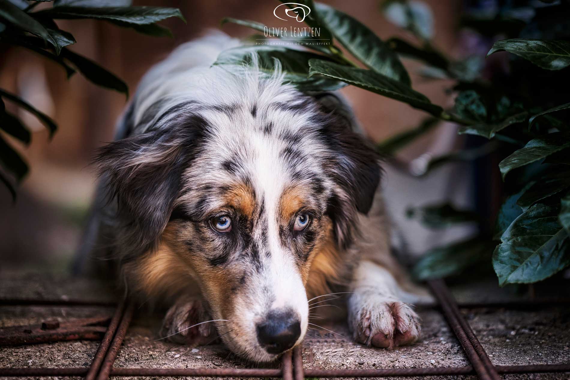 Hundetraining, Hundeerziehung und Verhaltenstherapie für Ihren Hund in Aachen – Natascha Eckert