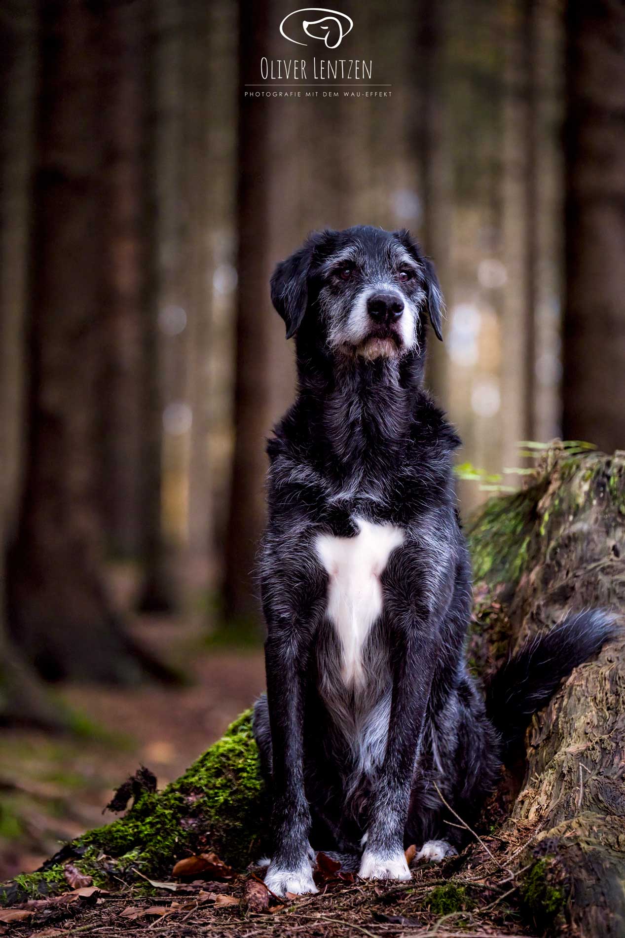 Hundetrainer Aachen: Natascha Eckert ist zertifizierte Hundetrainerin