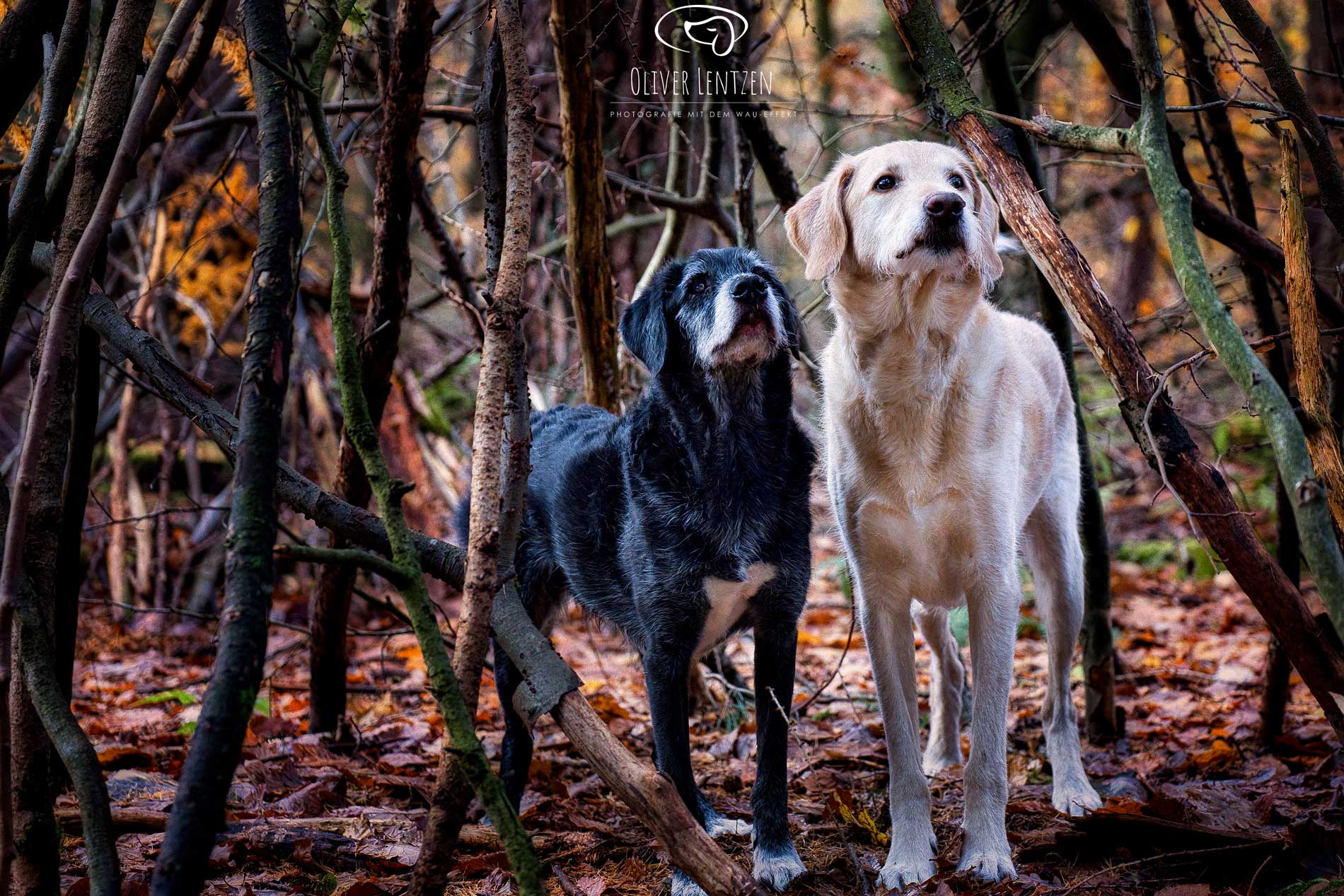 Gruppentrainings für Hunde und Social Walks – begleitet von ihrer mobilen Hundetrainerin Natascha Eckert
