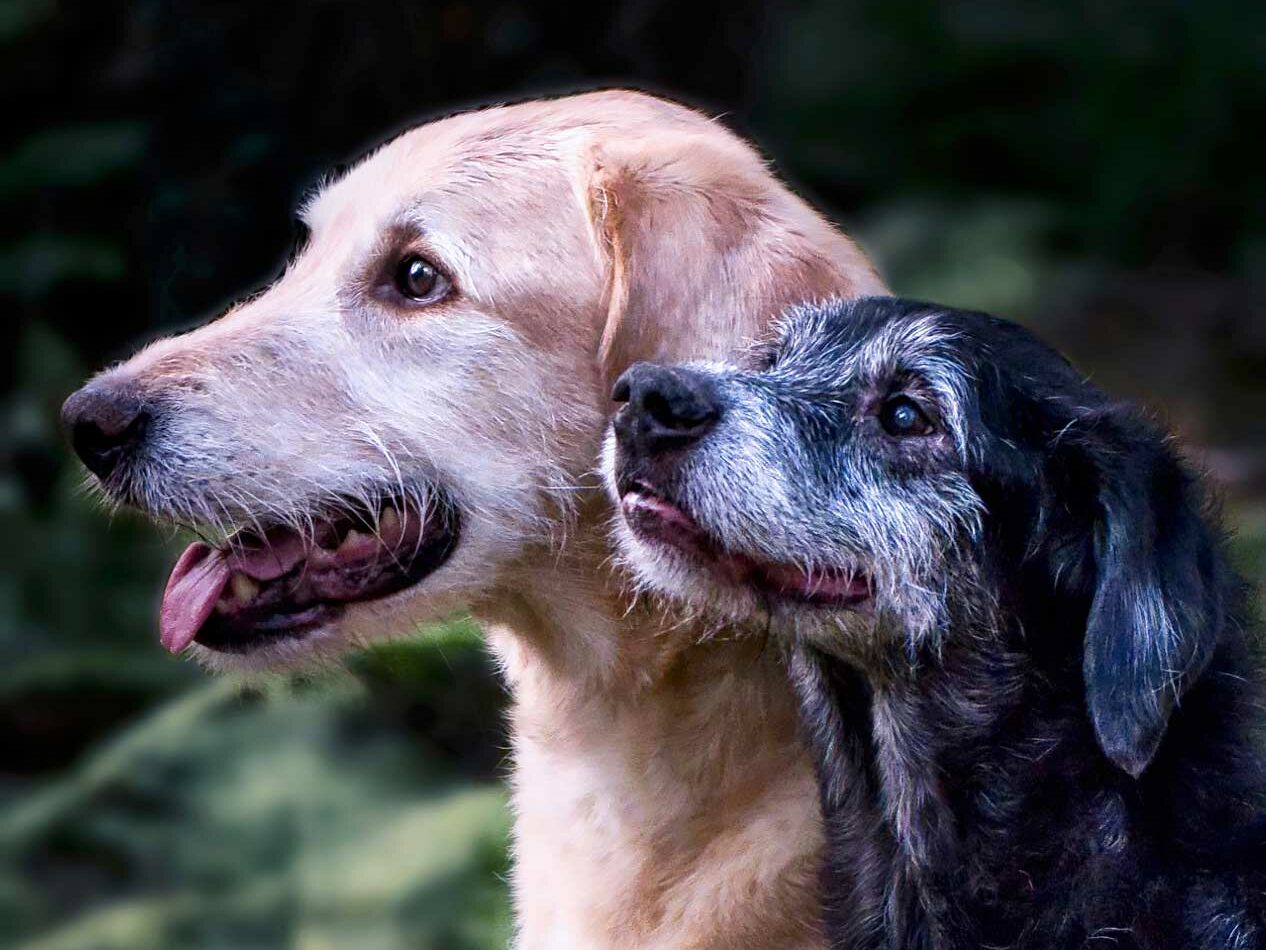 Hundetraining als Gruppentraining & Social Walks mit zertifiziertem Hundetrainer in Aachen